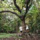 Guests enjoying the ancient fig tree at Ferntree Rainforest Lodge in the Daintree Rainforest